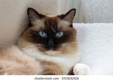 Retrato de un gato Ragdoll con ojos azules