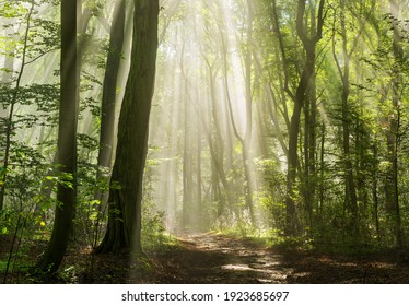 Foggy Green Forest 4K wallpaper download