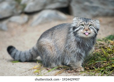 パラスの猫 (Otocolobus manul)。マヌルは中央アジアの草原と山地の草原に住んでいます。砂の上のかわいい毛皮で覆われた大人のマヌルネコの肖像画。狩りの本能