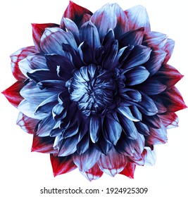 Blue-red dahlia. Flower on a white isolated background with clipping path.  For design.  Closeup.  Nature.