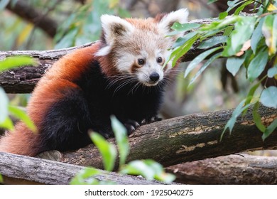 Nettes flauschiges rotes Pandajunges im Sommerwald. Porträt des jungen kleinen Pandas oder Firefox (Ailurus fulgens) auf dem Baum zwischen grünen Blättern.