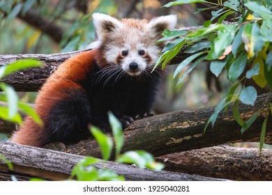 Nettes flauschiges rotes Pandajunges auf dem Baum. Junger kleiner Panda oder Firefox (Ailurus fulgens) auf dem dicken Ast zwischen grünem Laub.