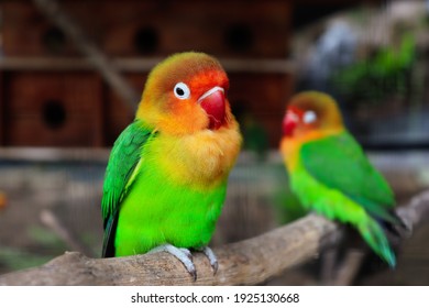 美しい緑のオウム愛の鳥のクローズ アップ