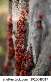 Feuerwanze oder Feuerwanze - rote Wanze mit schwarzen Punkten auf Holzhintergrund. Rote Käfer oder Feuerwanzen Nahaufnahme. Gruppe Herbstfeuer rote Käfer. Feuerwanze (Pyrrhocoris apterus