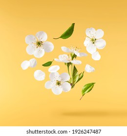 パステルイエローの背景に白い桜が舞い散る姿が美しいイメージです。浮揚の概念。超解像画像