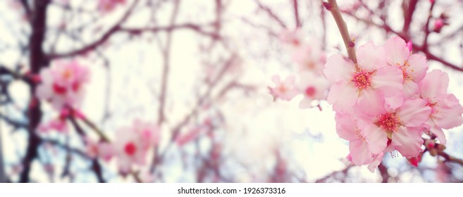 Hintergrund des Frühlingskirschblütenbaums. selektiver Fokus