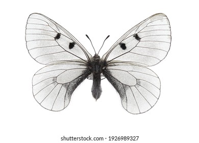 Butterfly - De bewolkte Apollo (Parnassius mnemosyne) geïsoleerd op een witte achtergrond