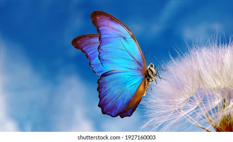 Fondo pastel natural. Mariposa morfo y diente de león. Semillas de una flor de diente de león sobre un fondo de cielo azul con nubes. Copiar espacios