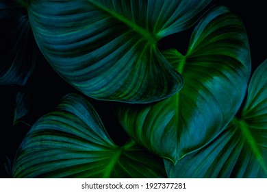 熱帯の葉の背景、暗い自然の概念のクローズ アップ自然ビュー