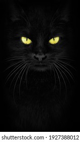 Black Cat kijken naar de camera, Close-up kat portret. vurige blik.