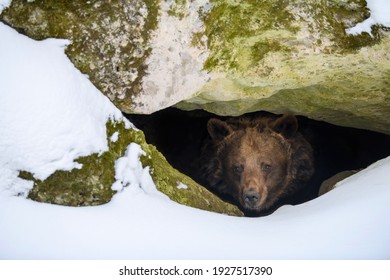 El oso pardo (Ursus arctos) mira fuera de su guarida en el bosque bajo una gran roca en invierno