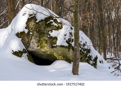 Den bear (Ursus arctos) en el bosque bajo una gran roca en invierno