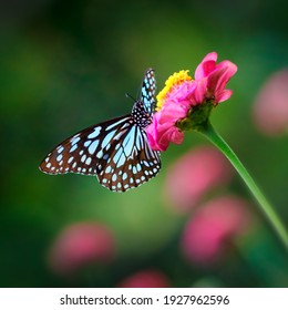 ダーク グリーン ピンクぼやけた背景のボケ味を持つピンクの百日草の花に蝶ブルー タイガーまたはダナイド ティルマラ limniace
