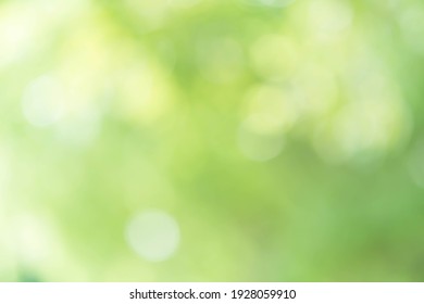 Bulanık yeşil bokeh doğa arka planı
