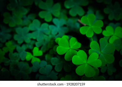 Latar belakang pola daun Clover hijau kecil, latar belakang hari Natural dan St. Patrick dan wallpaper shamrock. simbol semanggi liburan dan liburan, konsep musim semi.