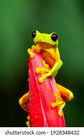Katak pohon meluncur (Agalychnis spurrelli) adalah spesies katak dalam keluarga Hylidae. Itu ditemukan di Kolombia, Kosta Rika, Ekuador, dan Panama.