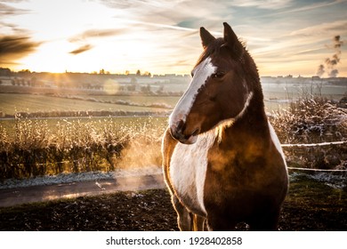 Een mooi paard in de winterzon. Zonsondergang en sneeuwvlokken
