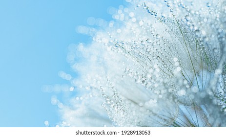 Abstraktes Makrofoto Löwenzahnblumensamen mit Wassertropfenhintergrund. Nahaufnahme mit weichem Fokus für den Desktop. Pastellblautöne. Druck für Tapete. Blumenphantasiedesign. Schöne Natur.