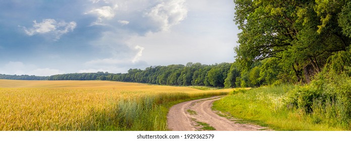 Campo de trigo y camino de tierra cerca del bosque. Paisaje de verano con campo, bosque y cielo pintoresco. Panorama