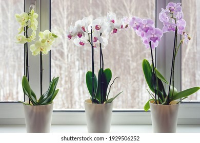 Nachtfalter-Orchideen auf der Fensterbank - Heimdekoration mit lebenden blühenden Topfpflanzen