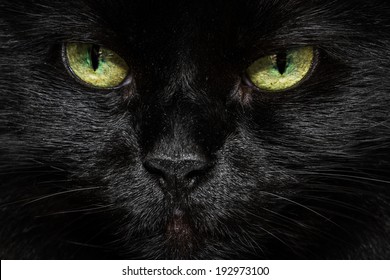 輝く黄緑色の目で長い髪の黒い猫の顔のクローズ アップ