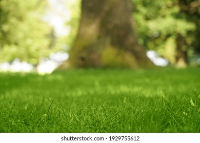 緑の草の自然な背景。春の季節。セレクティブ フォーカス。緑の草の牧草地 field.public 公園の美しい風景。