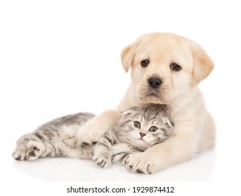 El simpático cachorro Golden Retriever abraza a un gatito atigrado. aislado sobre fondo blanco