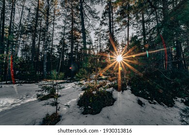 Sonnenuntergang im Wald zwischen den Baumstämmen im Winter. Sonnenuntergang im Wald