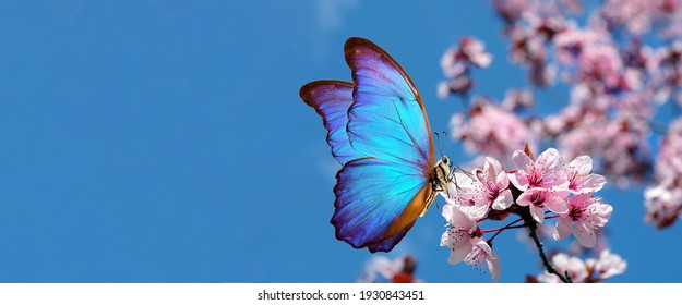 満開の桜。満開の桜の枝と青い空を背景に明るい青いモルフォ蝶。コピースペース