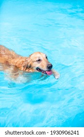 Un perro nadando feliz y alegremente. Perro perdiguero de oro. Cachorro feliz jugando en el agua.
