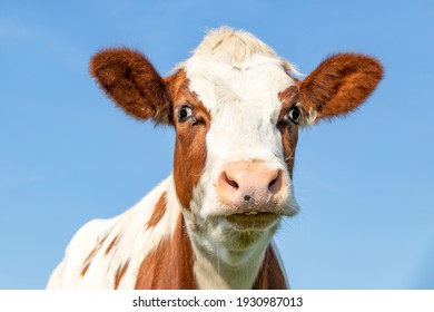 Schattige koeienkop, rode vacht met hangende ogen en roze neus, heerlijk kwijlend en onschuldig op een blauwe achtergrond.