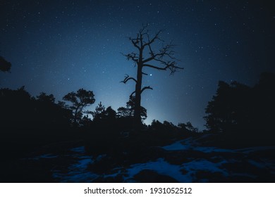 Old dry tree in night star sky Porkkalanniemi