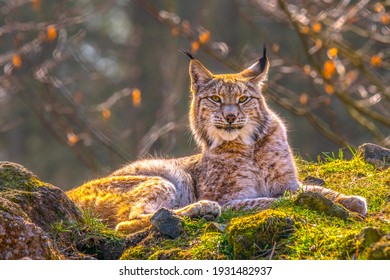 schattige jonge lynx in het kleurrijke wildernisbos