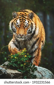 Siberische tijger (Panthera tigris altaica) detail portret