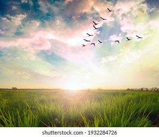Vliegende vogels over een groen veld bij zonsondergang