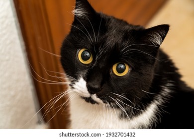 ảnh chụp ngang cận cảnh đầu của một con mèo nhà tuxedo đen trắng