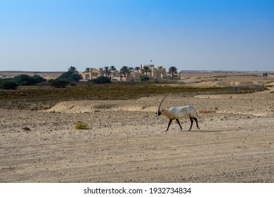 オリックスは、カタールのドーハ郊外の村、ゼクリートの砂漠にあるカタールの国の国獣です。