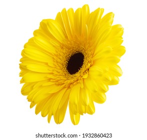 Bunga gerbera kuning diisolasi pada latar belakang putih