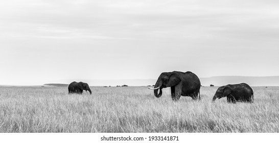 African elephants in tall grass with negative space for magazines