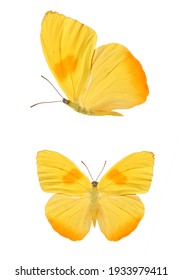 Twee gele vlinders geïsoleerd op een witte achtergrond. Hoge kwaliteit foto