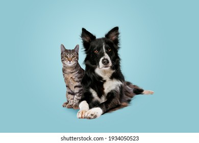 Cyperse kat en border collie-hond voor een blauwe achtergrond met kleurovergang