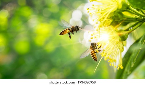 ฺ黄色い花で花粉を集めるミツバチ。ぼかした背景に黄色い花の上を飛んでいる蜂