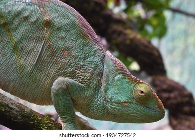 Parson's chameleon stares down the camera in Andasibe, Madagascar.