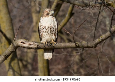 A Red-tailed Hawk is perched on a branch in the afternoon sun looking to the right. Colloquially known as a Chickenhawk. Taylor Creek Park, Toronto, Ontario, Canada.