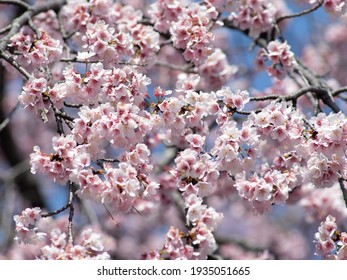 Flores de cerezo en plena floración. Una escena de primavera japonesa.