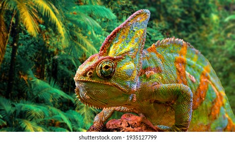 Een kleurrijke close-up kameleon met een hoge kuif op zijn kop.