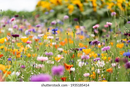 blühende Blumen in einem Bauerngarten