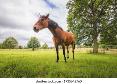 Low angle portrait of a brown male Cleveland Bay horse (Equus ferus caballus) on a Scottish countryside farm.