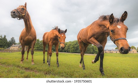 Low angle portrait of three approaching Cleveland Bay horses (Equus ferus caballus) on a Scottish countryside farm.