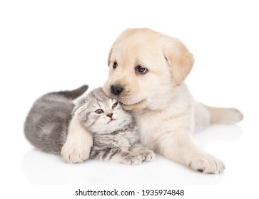 Un chiot Golden Retriever serre et embrasse un petit chaton gris. isolé sur fond blanc
